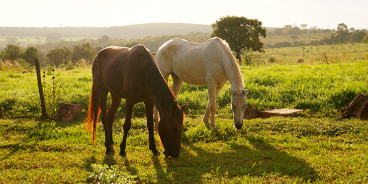 Dois cavalos, um marrom e um branco, se alimentam lado a lado no pasto em um dia de Sol. 